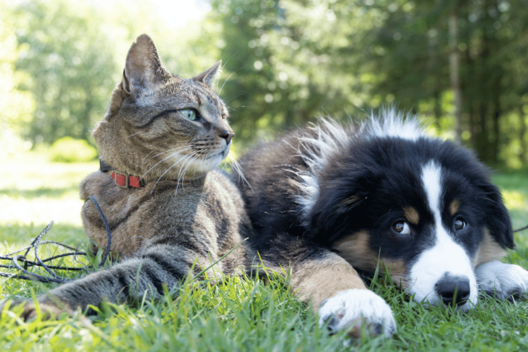 Hatched wins pet care brand Swaggle